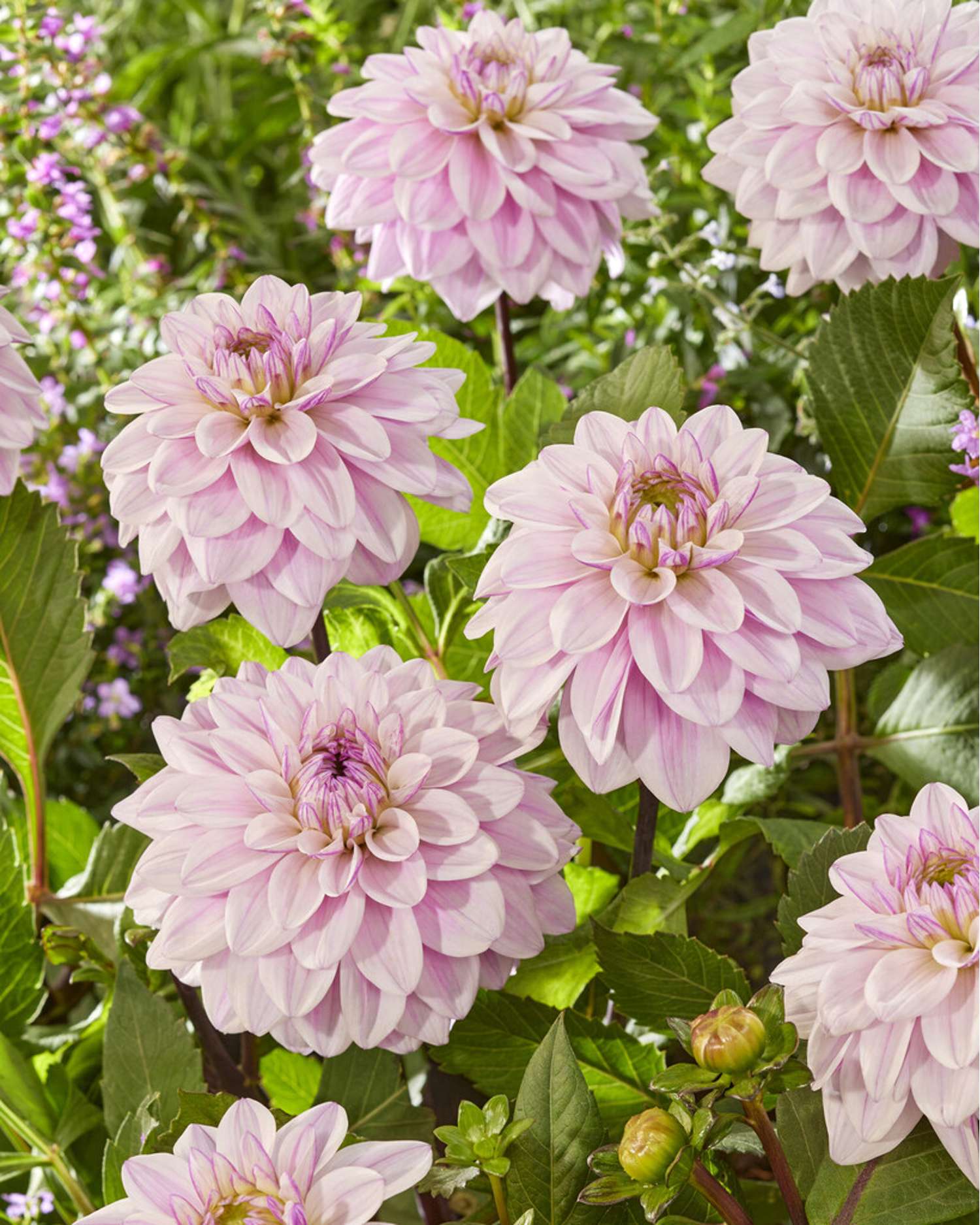 Dahlie ‘Sweet Surprise’ - Dahlia